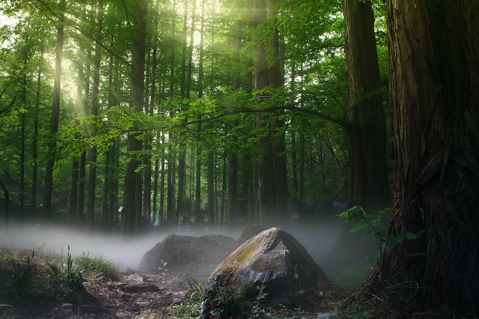 Spokojny i bezpieczny wypoczynek w lesie – o czym pamiętać?